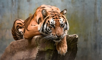 Zwei kleine Königstiger in Zoo in Indonesien an Viruserkrankung gestorben