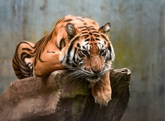 Zwei kleine Königstiger in Zoo in Indonesien an Viruserkrankung gestorben