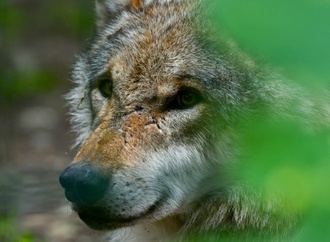 Bundesrat macht Weg frei für Erleichterung der Jagd auf Wölfe