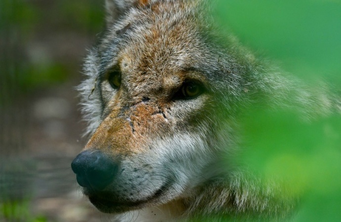 Bundesrat macht Weg frei für Erleichterung der Jagd auf Wölfe