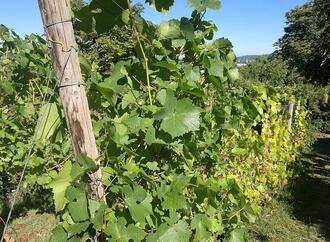 Weinerzeugung 2025 gesunken