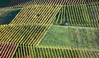 Winzerinnen und Winzer in Deutschland produzieren 2025 weniger Wein
