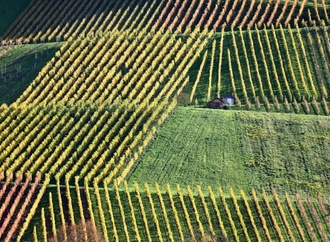 Winzerinnen und Winzer in Deutschland produzieren 2025 weniger Wein
