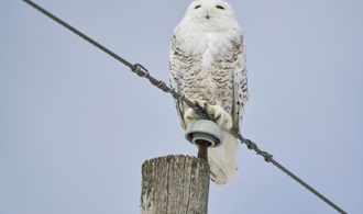 Deutschland Gastgeber nächster Konferenz zum Schutz wandernder Tierarten
