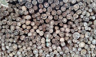 Deutschland legt Vorschläge zur EU-Entwaldungsverordnung vor