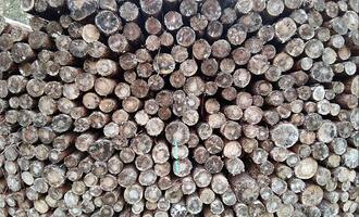 Deutschland legt Vorschläge zur EU-Entwaldungsverordnung vor