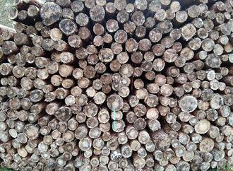 Deutschland legt Vorschläge zur EU-Entwaldungsverordnung vor