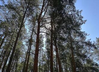 Studie: Agrarproduktion Hauptursache für Waldbrände in Südamerika
