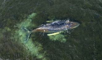 Buckelwal in Wismarer Bucht ist losgeschwommen
