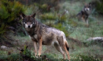 Wolf beißt Frau in Hamburg: Tier von Polizei eingefangen