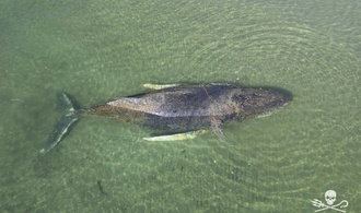 Abgetaucht: In Ostsee gestrandeter Buckelwal über Nacht verschwunden