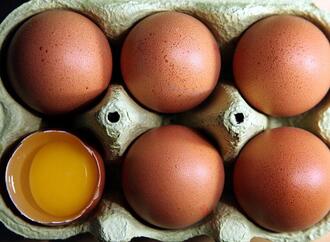 Niederlande bleiben Hauptlieferant für Eierimporte nach Deutschland