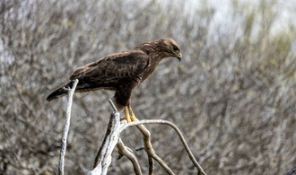 Belgischer Bussard bei Einbuch aus Wildtiergehege geholt
