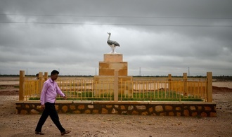 Küken der extrem seltenen Kappentrappe in Indien bekommt 50 Beschützer