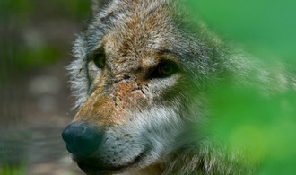 Wolf beißt Frau in Hamburg: Erstmals Angriff nach Wiederansiedlung