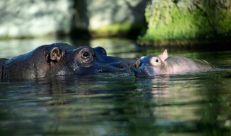 Flusspferd Kathi im Zoo Berlin mit 50 Jahren gestorben