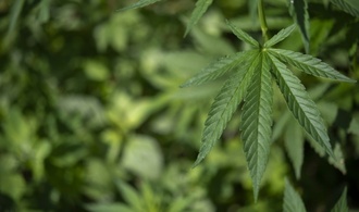 Cannabis-Teillegalisierung: Unions-Ministerien sehen dringenden Reformbedarf