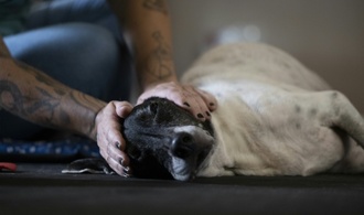 Brasilien erlaubt gemeinsames Sorgerecht für Haustiere