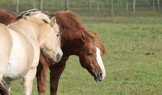 Jay Leno: Verbrennerautos werden Schicksal von Pferden teilen