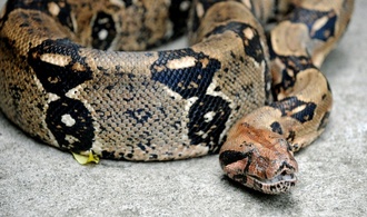 Spaziergänger findet in Hessen tote Würgeschlange im Wasser