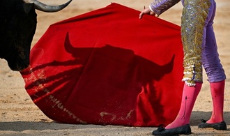 Vorbereitungen für Stierkampf zu Ehren von Picasso: Helfer von Stier aufgespießt