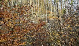 Wolf nach Vorfall in Hamburg ausgewildert