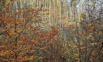 Wolf nach Vorfall in Hamburg ausgewildert