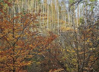 Wolf nach Vorfall in Hamburg ausgewildert