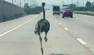 Ausgebüxter Vogel Strauß macht Autobahn in Thailand unsicher