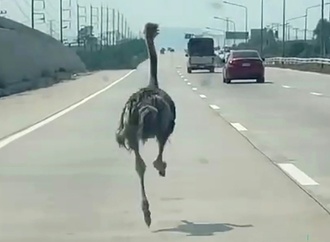 Ausgebüxter Vogel Strauß macht Autobahn in Thailand unsicher