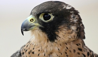 Baden-Württemberg: Falke fliegt durch Fenster in fahrenden Transporter und stirbt