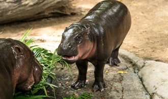 Nach Eindringen in Flusspferdgehege: Geldstrafe für Zoobesucher in Thailand