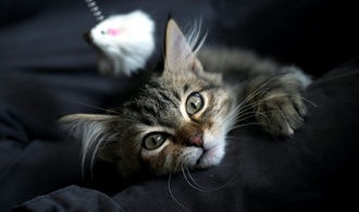 In zugeklebten Pappkartons: Mehr als 20 Katzen an Bremer Friedhof ausgesetzt