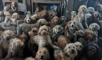 Britische Tierschützer retten 250 Hunde aus einem einzigen Haushalt