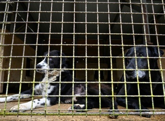 Tierschutzmängel auf Gnadenhof: Gericht bestätigt Abbau von Tierbestand