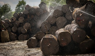 Weniger Schadholz in deutschen Wäldern - Holzaufkommen sinkt