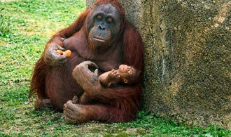 Vom Aussterben bedrohte Art: Borneo-Orang-Utan im Zoo von Madrid geboren