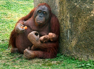 Vom Aussterben bedrohte Art: Borneo-Orang-Utan im Zoo von Madrid geboren