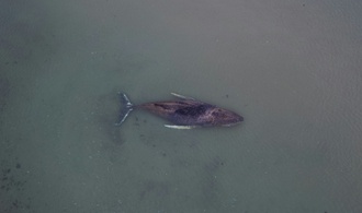 Drama um hilflosen Wal in Ostsee: Privatinitiative darf Rettungsversuch starten