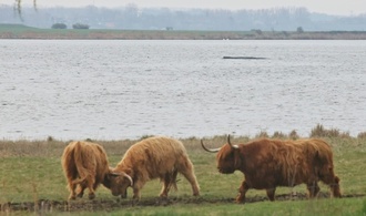 Backhaus: ''Heiße Phase'' von Rettungsversuch für hilflosen Buckelwal begonnen