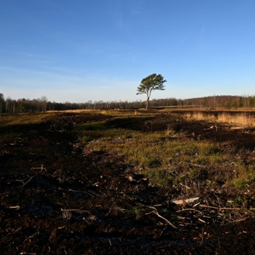Ziel sind 90.000 Hektar: Förderprogramm für Wiedervernässung von Mooren angekündigt