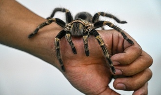 31-Jährige vergisst Karton mit 20 Vogelspinnen in Zug in Baden-Württemberg