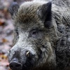Presse: Fast 3000 verstrahlte Wildschweine wurden 2025 vernichtet
