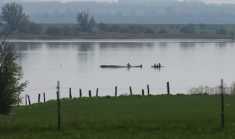 Gestrandeter Wal: Rettungsaktion wird fortgesetzt - Initiator hoffnungsvoll