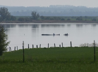Gestrandeter Wal: Rettungsaktion wird fortgesetzt - Initiator hoffnungsvoll