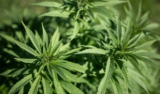 Cannabisplantage mit rund 1100 Pflanzen in Hessen entdeckt - zwei Festnahmen