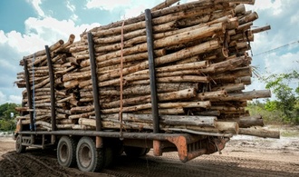 AFP-Recherche: Plantagenholz aus Indonesien für ''klimaneutrale'' Verpackungen