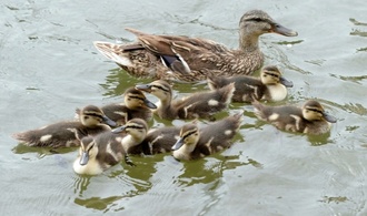 Entenfamilie verursacht Stau auf hessischer Autobahn - Küken und Mutter gerettet