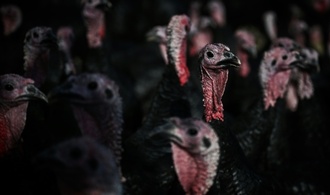 Bundesverwaltungsgericht fordert besseren Tierschutz in der Putenhaltung