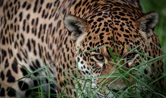 Studie: Klimabedingte Extremwetterereignisse bedrohen Lebensräume von Landtieren